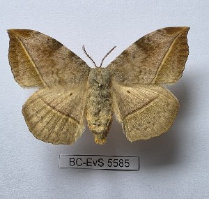  ( - BC-EVS-5585)  @11 [ ] by-nc-sa (2025) SNSB, Staatliche Naturwissenschaftliche Sammlungen Bayerns ZSM (SNSB, Zoologische Staatssammlung Muenchen)