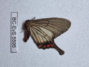  ( - BC-EVS-5595)  @11 [ ] by-nc-sa (2025) SNSB, Staatliche Naturwissenschaftliche Sammlungen Bayerns ZSM (SNSB, Zoologische Staatssammlung Muenchen)