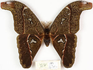  ( - BC-EVS-5602)  @11 [ ] by-nc-sa (2025) SNSB, Staatliche Naturwissenschaftliche Sammlungen Bayerns ZSM (SNSB, Zoologische Staatssammlung Muenchen)