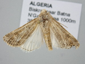  ( - BC_ZSM_Lep_120714)  @11 [ ] by-nc-sa (2025) SNSB, Staatliche Naturwissenschaftliche Sammlungen Bayerns ZSM (SNSB, Zoologische Staatssammlung Muenchen)