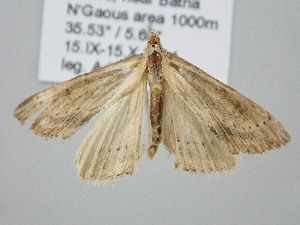  ( - BC_ZSM_Lep_120719)  @11 [ ] by-nc-sa (2025) SNSB, Staatliche Naturwissenschaftliche Sammlungen Bayerns ZSM (SNSB, Zoologische Staatssammlung Muenchen)