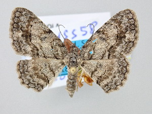  ( - BC_ZSM_Lep_120750)  @11 [ ] by-nc-sa (2025) SNSB, Staatliche Naturwissenschaftliche Sammlungen Bayerns ZSM (SNSB, Zoologische Staatssammlung Muenchen)