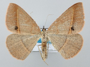  ( - BC_ZSM_Lep_120755)  @11 [ ] by-nc-sa (2025) SNSB, Staatliche Naturwissenschaftliche Sammlungen Bayerns ZSM (SNSB, Zoologische Staatssammlung Muenchen)