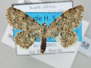  ( - BC_ZSM_Lep_120758)  @11 [ ] by-nc-sa (2025) SNSB, Staatliche Naturwissenschaftliche Sammlungen Bayerns ZSM (SNSB, Zoologische Staatssammlung Muenchen)