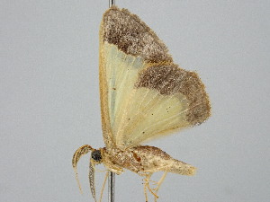  ( - BC_ZSM_Lep_120763)  @11 [ ] by-nc-sa (2025) SNSB, Staatliche Naturwissenschaftliche Sammlungen Bayerns ZSM (SNSB, Zoologische Staatssammlung Muenchen)