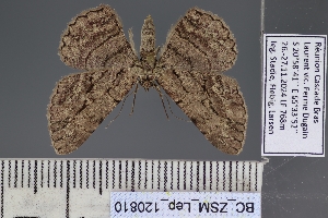  (Morabia herbuloti - BC_ZSM_Lep_120810)  @11 [ ] by-nc-sa (2025) SNSB, Staatliche Naturwissenschaftliche Sammlungen Bayerns ZSM (SNSB, Zoologische Staatssammlung Muenchen)