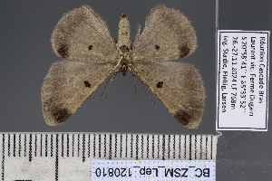  ( - BC_ZSM_Lep_120810)  @11 [ ] by-nc-sa (2025) SNSB, Staatliche Naturwissenschaftliche Sammlungen Bayerns ZSM (SNSB, Zoologische Staatssammlung Muenchen)
