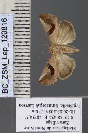  ( - BC_ZSM_Lep_120816)  @11 [ ] by-nc-sa (2025) SNSB, Staatliche Naturwissenschaftliche Sammlungen Bayerns ZSM (SNSB, Zoologische Staatssammlung Muenchen)