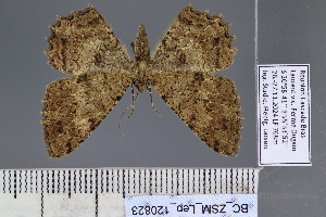  ( - BC_ZSM_Lep_120823)  @11 [ ] by-nc-sa (2025) SNSB, Staatliche Naturwissenschaftliche Sammlungen Bayerns ZSM (SNSB, Zoologische Staatssammlung Muenchen)