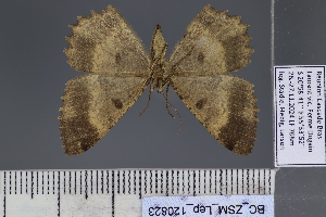  ( - BC_ZSM_Lep_120823)  @11 [ ] by-nc-sa (2025) SNSB, Staatliche Naturwissenschaftliche Sammlungen Bayerns ZSM (SNSB, Zoologische Staatssammlung Muenchen)