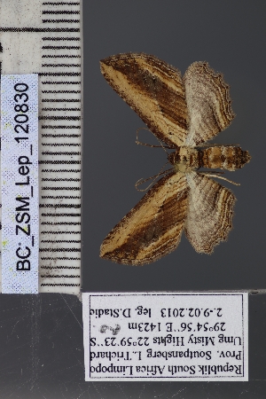  ( - BC_ZSM_Lep_120830)  @11 [ ] by-nc-sa (2025) SNSB, Staatliche Naturwissenschaftliche Sammlungen Bayerns ZSM (SNSB, Zoologische Staatssammlung Muenchen)