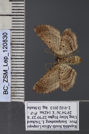  ( - BC_ZSM_Lep_120830)  @11 [ ] by-nc-sa (2025) SNSB, Staatliche Naturwissenschaftliche Sammlungen Bayerns ZSM (SNSB, Zoologische Staatssammlung Muenchen)