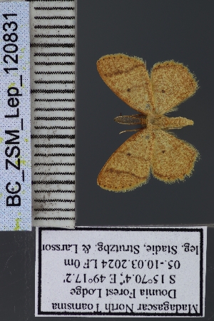  (Xenostega segmentaria - BC_ZSM_Lep_120831)  @11 [ ] by-nc-sa (2025) SNSB, Staatliche Naturwissenschaftliche Sammlungen Bayerns ZSM (SNSB, Zoologische Staatssammlung Muenchen)