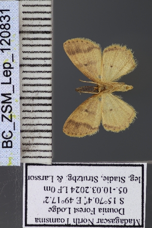  ( - BC_ZSM_Lep_120831)  @11 [ ] by-nc-sa (2025) SNSB, Staatliche Naturwissenschaftliche Sammlungen Bayerns ZSM (SNSB, Zoologische Staatssammlung Muenchen)