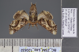  ( - BC_ZSM_Lep_120832)  @11 [ ] by-nc-sa (2025) SNSB, Staatliche Naturwissenschaftliche Sammlungen Bayerns ZSM (SNSB, Zoologische Staatssammlung Muenchen)