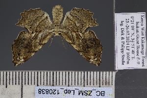  ( - BC_ZSM_Lep_120838)  @11 [ ] by-nc-sa (2025) SNSB, Staatliche Naturwissenschaftliche Sammlungen Bayerns ZSM (SNSB, Zoologische Staatssammlung Muenchen)