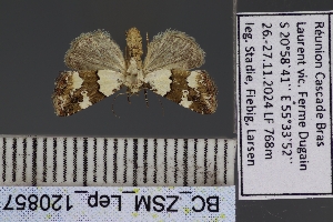  ( - BC_ZSM_Lep_120857)  @11 [ ] by-nc-sa (2025) SNSB, Staatliche Naturwissenschaftliche Sammlungen Bayerns ZSM (SNSB, Zoologische Staatssammlung Muenchen)