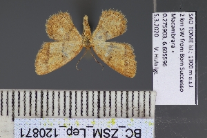  ( - BC_ZSM_Lep_120871)  @11 [ ] by-nc-sa (2025) SNSB, Staatliche Naturwissenschaftliche Sammlungen Bayerns ZSM (SNSB, Zoologische Staatssammlung Muenchen)
