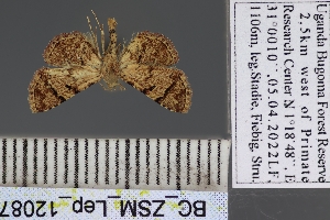  ( - BC_ZSM_Lep_120872)  @11 [ ] by-nc-sa (2025) SNSB, Staatliche Naturwissenschaftliche Sammlungen Bayerns ZSM (SNSB, Zoologische Staatssammlung Muenchen)