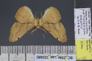  (Procrypha maculosata - BC_ZSM_Lep_120880)  @11 [ ] by-nc-sa (2025) SNSB, Staatliche Naturwissenschaftliche Sammlungen Bayerns ZSM (SNSB, Zoologische Staatssammlung Muenchen)