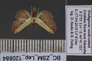  (Corgatha latifera - BC_ZSM_Lep_120884)  @11 [ ] by-nc-sa (2025) SNSB, Staatliche Naturwissenschaftliche Sammlungen Bayerns ZSM (SNSB, Zoologische Staatssammlung Muenchen)