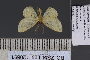  ( - BC_ZSM_Lep_120891)  @11 [ ] by-nc-sa (2025) SNSB, Staatliche Naturwissenschaftliche Sammlungen Bayerns ZSM (SNSB, Zoologische Staatssammlung Muenchen)