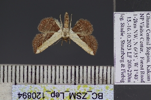  ( - BC_ZSM_Lep_120894)  @11 [ ] by-nc-sa (2025) SNSB, Staatliche Naturwissenschaftliche Sammlungen Bayerns ZSM (SNSB, Zoologische Staatssammlung Muenchen)
