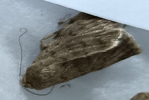 (Drasteria scolopax - BC_ZSM_Lep_120998)  @11 [ ] by-nc-sa (2025) SNSB, Staatliche Naturwissenschaftliche Sammlungen Bayerns ZSM (SNSB, Zoologische Staatssammlung Muenchen)