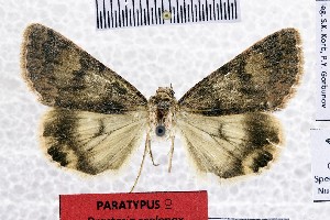  ( - BC_ZSM_Lep_120999)  @11 [ ] by-nc-sa (2025) SNSB, Staatliche Naturwissenschaftliche Sammlungen Bayerns ZSM (SNSB, Zoologische Staatssammlung Muenchen)