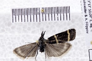  ( - BC_ZSM_Lep_121006)  @11 [ ] by-nc-sa (2025) SNSB, Staatliche Naturwissenschaftliche Sammlungen Bayerns ZSM (SNSB, Zoologische Staatssammlung Muenchen)