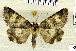  ( - BC_ZSM_Lep_121007)  @11 [ ] by-nc-sa (2025) SNSB, Staatliche Naturwissenschaftliche Sammlungen Bayerns ZSM (SNSB, Zoologische Staatssammlung Muenchen)
