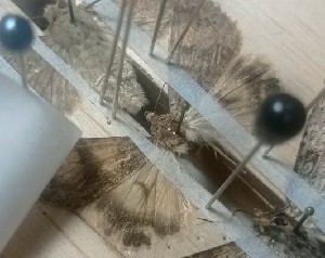  ( - BC_ZSM_Lep_121008)  @11 [ ] by-nc-sa (2025) SNSB, Staatliche Naturwissenschaftliche Sammlungen Bayerns ZSM (SNSB, Zoologische Staatssammlung Muenchen)