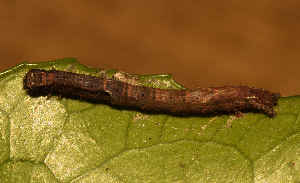  ( - BC_ZSM_Lep_121036)  @11 [ ] by-nc-sa (2025) SNSB, Staatliche Naturwissenschaftliche Sammlungen Bayerns ZSM (SNSB, Zoologische Staatssammlung Muenchen)