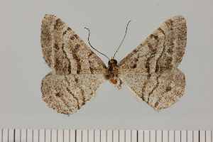  ( - BC_ZSM_Lep_121076)  @11 [ ] by-nc-sa (2025) SNSB, Staatliche Naturwissenschaftliche Sammlungen Bayerns ZSM (SNSB, Zoologische Staatssammlung Muenchen)