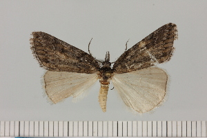  (Crambometra minor - BC_ZSM_Lep_121078)  @11 [ ] by-nc-sa (2025) SNSB, Staatliche Naturwissenschaftliche Sammlungen Bayerns ZSM (SNSB, Zoologische Staatssammlung Muenchen)