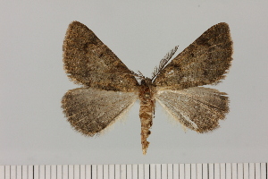  (Drepanogynis cf. miltophyris - BC_ZSM_Lep_121079)  @11 [ ] by-nc-sa (2025) SNSB, Staatliche Naturwissenschaftliche Sammlungen Bayerns ZSM (SNSB, Zoologische Staatssammlung Muenchen)