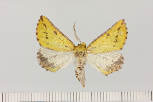  (Drepanogynis hilaris - BC_ZSM_Lep_121085)  @11 [ ] by-nc-sa (2025) SNSB, Staatliche Naturwissenschaftliche Sammlungen Bayerns ZSM (SNSB, Zoologische Staatssammlung Muenchen)