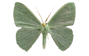  ( - BC_ZSM_Lep_121159)  @11 [ ] by-nc-sa (2025) SNSB, Staatliche Naturwissenschaftliche Sammlungen Bayerns ZSM (SNSB, Zoologische Staatssammlung Muenchen)