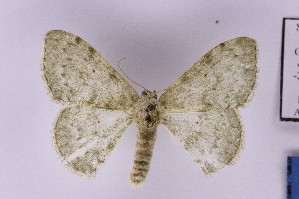  ( - BC_ZSM_Lep_121174)  @11 [ ] by-nc-sa (2025) SNSB, Staatliche Naturwissenschaftliche Sammlungen Bayerns ZSM (SNSB, Zoologische Staatssammlung Muenchen)