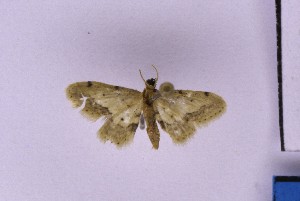  ( - BC_ZSM_Lep_121176)  @11 [ ] by-nc-sa (2025) SNSB, Staatliche Naturwissenschaftliche Sammlungen Bayerns ZSM (SNSB, Zoologische Staatssammlung Muenchen)