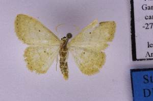  (Scopula cf. lactaria - BC_ZSM_Lep_121178)  @11 [ ] by-nc-sa (2025) SNSB, Staatliche Naturwissenschaftliche Sammlungen Bayerns ZSM (SNSB, Zoologische Staatssammlung Muenchen)