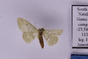  ( - BC_ZSM_Lep_121180)  @11 [ ] by-nc-sa (2025) SNSB, Staatliche Naturwissenschaftliche Sammlungen Bayerns ZSM (SNSB, Zoologische Staatssammlung Muenchen)