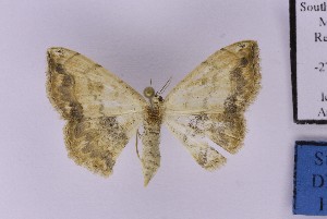  ( - BC_ZSM_Lep_121278)  @11 [ ] by-nc-sa (2025) SNSB, Staatliche Naturwissenschaftliche Sammlungen Bayerns ZSM (SNSB, Zoologische Staatssammlung Muenchen)