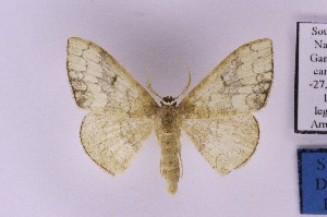  ( - BC_ZSM_Lep_121283)  @11 [ ] by-nc-sa (2025) SNSB, Staatliche Naturwissenschaftliche Sammlungen Bayerns ZSM (SNSB, Zoologische Staatssammlung Muenchen)
