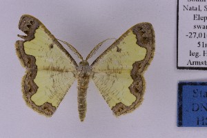  ( - BC_ZSM_Lep_121286)  @11 [ ] by-nc-sa (2025) SNSB, Staatliche Naturwissenschaftliche Sammlungen Bayerns ZSM (SNSB, Zoologische Staatssammlung Muenchen)