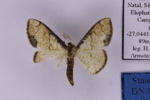  (Scopula sp. 18 - BC_ZSM_Lep_121292)  @11 [ ] by-nc-sa (2025) SNSB, Staatliche Naturwissenschaftliche Sammlungen Bayerns ZSM (SNSB, Zoologische Staatssammlung Muenchen)