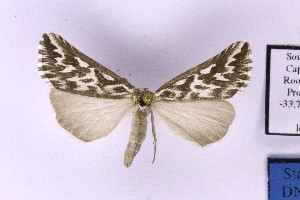  ( - BC_ZSM_Lep_121301)  @11 [ ] by-nc-sa (2025) SNSB, Staatliche Naturwissenschaftliche Sammlungen Bayerns ZSM (SNSB, Zoologische Staatssammlung Muenchen)