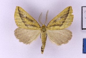  (Drepanogynis cf. aurifera - BC_ZSM_Lep_121313)  @11 [ ] by-nc-sa (2025) SNSB, Staatliche Naturwissenschaftliche Sammlungen Bayerns ZSM (SNSB, Zoologische Staatssammlung Muenchen)