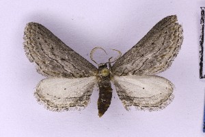  (Hebdomophruda endroedyi - BC_ZSM_Lep_121315)  @11 [ ] by-nc-sa (2025) SNSB, Staatliche Naturwissenschaftliche Sammlungen Bayerns ZSM (SNSB, Zoologische Staatssammlung Muenchen)