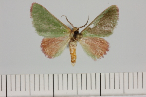  (Eucrostes cf rufociliaria - BC_ZSM_Lep_121316)  @11 [ ] by-nc-sa (2025) SNSB, Staatliche Naturwissenschaftliche Sammlungen Bayerns ZSM (SNSB, Zoologische Staatssammlung Muenchen)